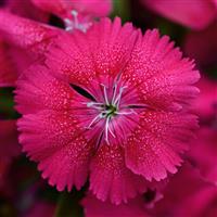 Floral Lace™ Cherry Dianthus Bloom