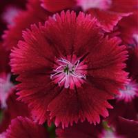 Floral Lace™ Crimson Dianthus Bloom