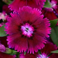 Floral Lace™ Purple Dianthus Bloom