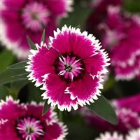 Floral Lace™ Violet Picotee Dianthus Bloom