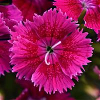Ideal Select™ Raspberry Dianthus Bloom