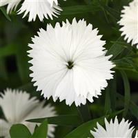 Ideal Select™ White Dianthus Bloom