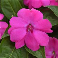 Solarscape® XL Pink Jewel Interspecific Impatiens Bloom