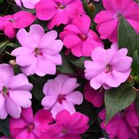 Solarscape® XL Brilliant Gems Mixture Interspecific Impatiens Bloom
