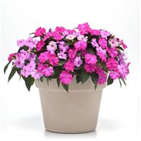 Solarscape® XL Brilliant Gems Mixture Interspecific Impatiens Container