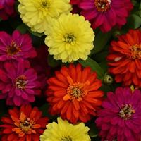 Double Zahara™ Brilliant Mixture Zinnia Bloom
