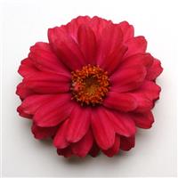 Double Zahara™ Cherry Zinnia Bloom
