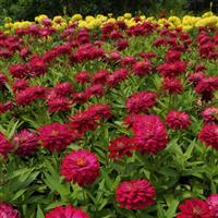 Double Zahara™ Cherry Zinnia Landscape