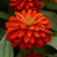 Double Zahara™ Fire Zinnia Bloom