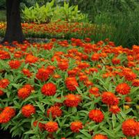 Double Zahara™ Fire Zinnia Commercial Landscape 1