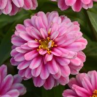 Double Zahara™ Raspberry Ripple Zinnia Bloom