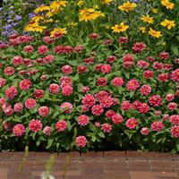 Double Zahara™ Raspberry Ripple Zinnia Landscape