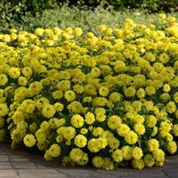 Double Zahara™ Yellow Zinnia Commercial Landscape 2
