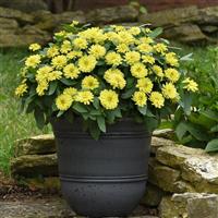 Double Zahara™ Yellow Zinnia Container