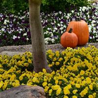 Cool Wave® Golden Yellow Spreading Pansy Commercial Landscape 2