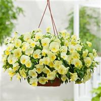 Cool Wave® Lemon Spreading Pansy Basket