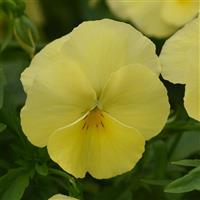 Cool Wave® Lemon Spreading Pansy Bloom
