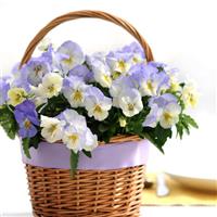 Cool Wave® Frost Spreading Pansy Displays