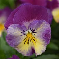 Cool Wave® Raspberry Swirl Spreading Pansy Bloom