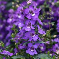 Serena® Blue Angelonia Bloom