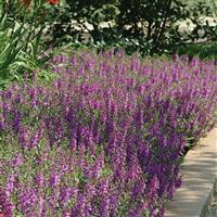 Serena® Purple Angelonia Commercial Landscape 3