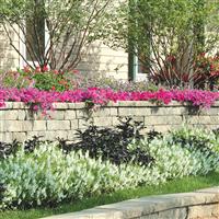 Serena® White Angelonia Commercial Landscape 2