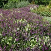 Serena® Waterfall Mixture Angelonia Landscape