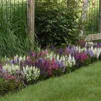 Serena® Mixture Angelonia Commercial Landscape 3