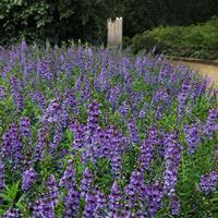 Serena® Blue Angelonia Commercial Landscape 4