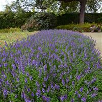 Serena® Blue Angelonia Landscape