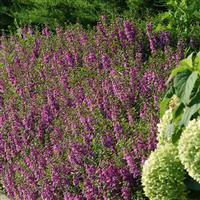 Serena® Purple Angelonia Commercial Landscape 2