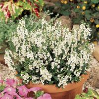 Serena® White Angelonia Container