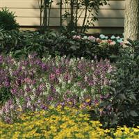Serena® Mixture Angelonia Commercial Landscape 2