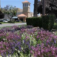 Serena® Mixture Angelonia Commercial Landscape 4