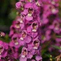 Serenita® Raspberry Angelonia Bloom