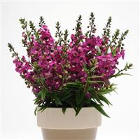 Serenita® Raspberry Angelonia Container