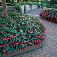 Dragon Wing® Pink Begonia Commercial Landscape 3