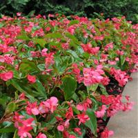 Dragon Wing® Pink Begonia Landscape