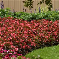 Dragon Wing® Pink Bronze Leaf Begonia Landscape