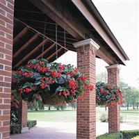 Dragon Wing® Red Begonia Basket