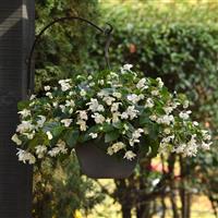 Dragon Wing® White Begonia Basket