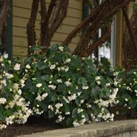 Dragon Wing® White Begonia Landscape