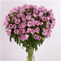 Campana Pink Campanula Mono Vase, White Background
