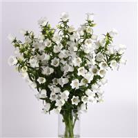 Campana White Campanula Mono Vase, White Background