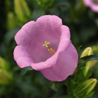 Campana Pink Improved Campanula Bloom