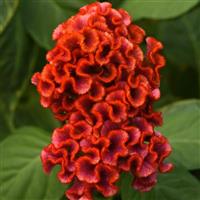 Neo™ Bright Orange Celosia Bloom