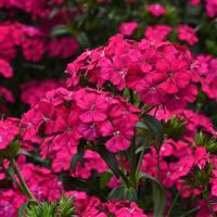 Amazon™ Neon Cherry Dianthus Bloom