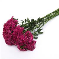 Amazon™ Neon Cherry Dianthus Grower Bunch