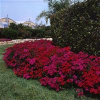 Amazon™ Neon Cherry Dianthus Landscape