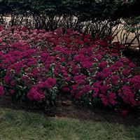 Amazon™ Neon Purple Dianthus Commercial Landscape 1